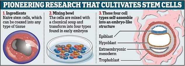 رشد جنین بدون استفاده از اسپرم و تخمک در محیط آزمایشگاهی برای اولین بار در جهان
