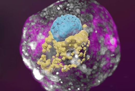 رشد جنین بدون استفاده از اسپرم و تخمک در محیط آزمایشگاهی برای اولین بار در جهان