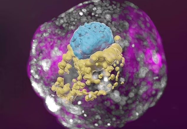 رشد جنین بدون استفاده از اسپرم و تخمک در محیط آزمایشگاهی برای اولین بار در جهان