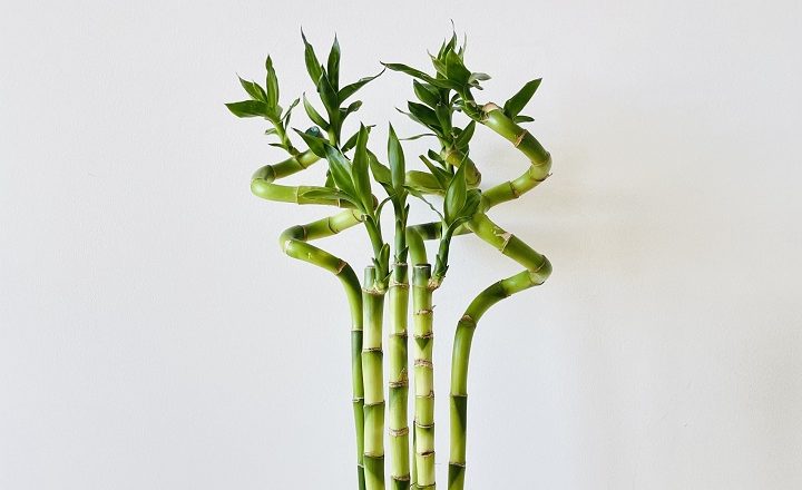 شانس چیست - استفاده از لاکی بامبو برای خوش شانسی