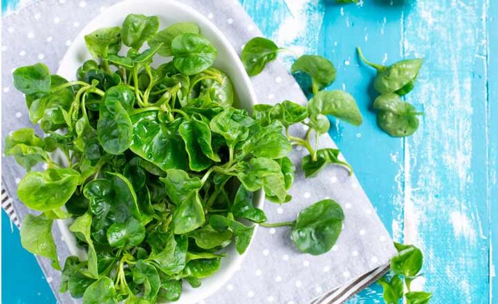 شاهی یک سبزی آب‌دار