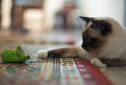 گربه‌ها هم مانند سگ‌ها به بازی آوردن اشیا پرتاب‌شده علاقه دارند