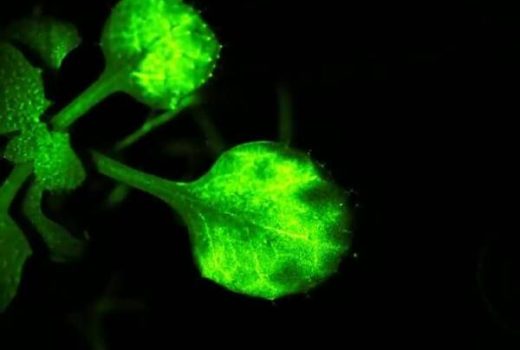 محققان با استفاده از تکنیک‌های تصویربرداری گفتگوی یک گیاه را ثبت کردند