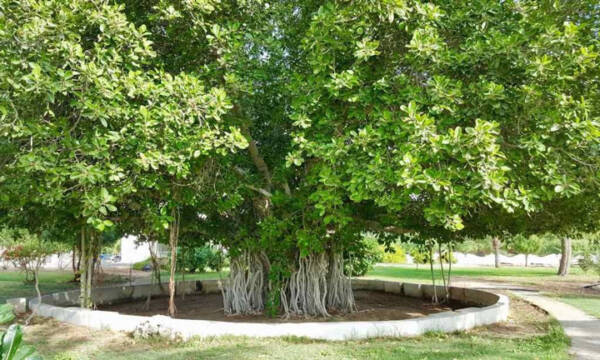دیدنی های کیش در بهار که شما را به سفر وادار میکنند 4 1710392053 940 دیدنی های کیش در بهار که شما را به سفر