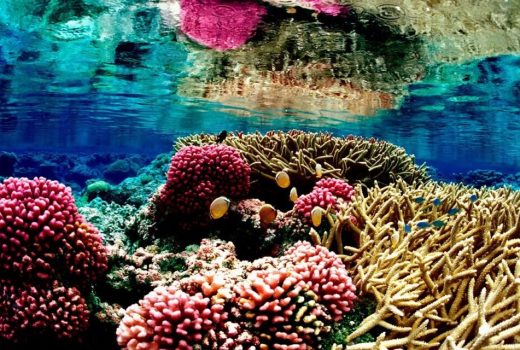 نور ماه روی اکوسیستم‌ صخره‌های مرجانی تأثیر عجیبی می‌گذارد