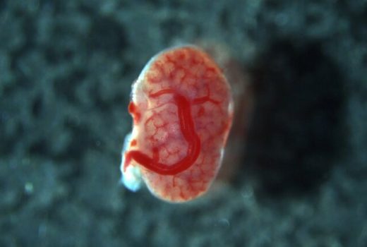 جراحان ژاپنی موفق به پیوند عضو جنین به جنین در موش‌ها شدند