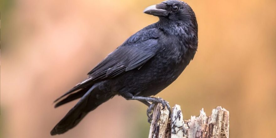 کلاغ‌ها می‌توانند همانند کودکان با صدا شمارش انجام دهند