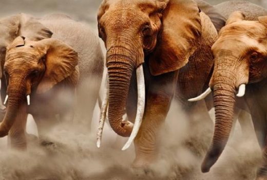 فیل‌ها نخستین حیواناتی هستند که برای صدا زدن یکدیگر از نام‌های خاص استفاده می‌کنند