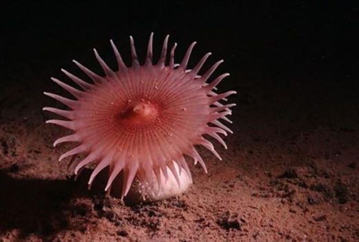 محققان موفق به کشف گونه‌های بیگانه در تاریک‌ترین اعماق اقیانوس شدند