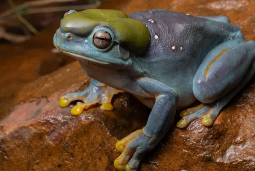 قورباغه درختی جهش یافته با پوست آبی در استرالیا
