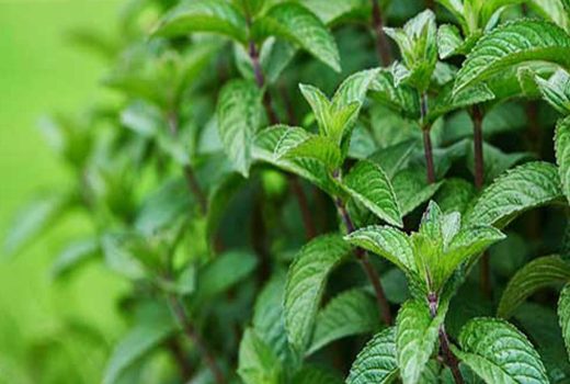 موارد منع مصرف نعناع فلفلی: از مادران شیرده تا کودکان و تداخل دارویی