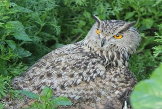 نیم میلیون جغد در ایالات متحده برای نجات گونه دیگر کشته می‌شوند