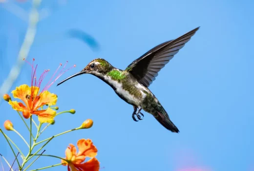 پرندگان: بازماندگان خونگرم عصر دایناسورها