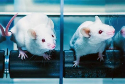 پرورش موش‌هایی که بیشترین شباهت را از نظر سیستم ایمنی با انسان دارند
