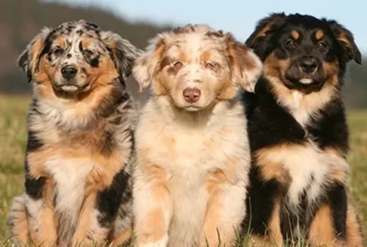 کدام حیوان خانگی همدم مناسب‌تری برای تنهایی انسان است؟ + ۵ حیوان خانگی مناسب شما