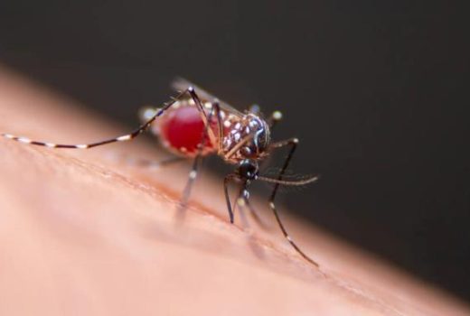 دانشمندان برای مقابله با پشه‌های مرگبار از مهندسی میکروب‌های پوست کمک می‌گیرند