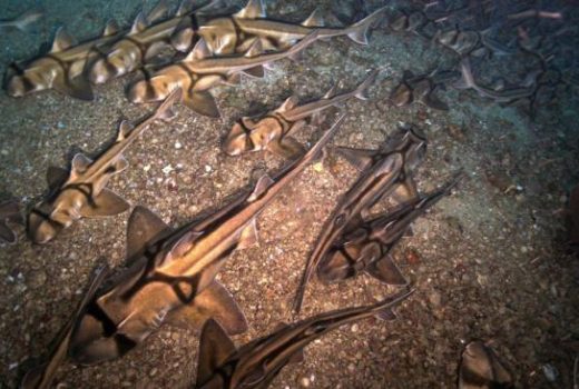 ربات زیردریایی گروهی از کوسه‌ها را در حال استراحت کشف کرد