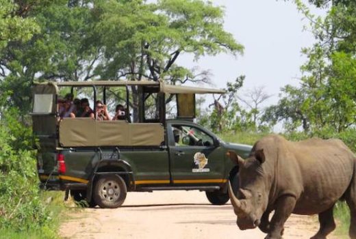 سافاری رایگان در تور آفریقای جنوبی مهرپرواز