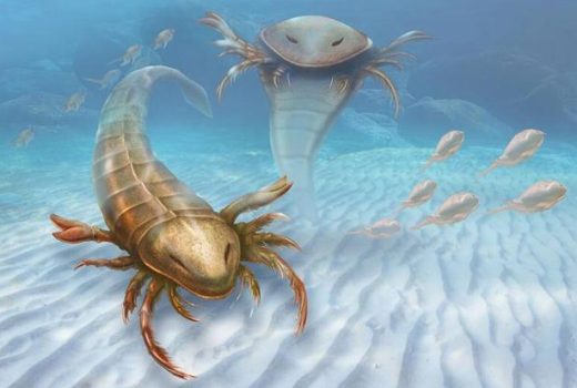 فسیل‌های غول‌پیکر عقرب دریایی در استرالیا کشف شدند