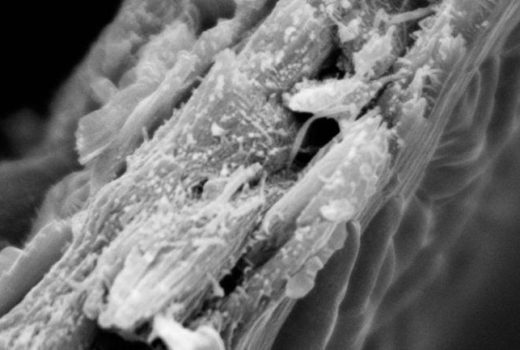 محققان چوب جدیدی با توانایی جذب بالای کربن کشف کردند