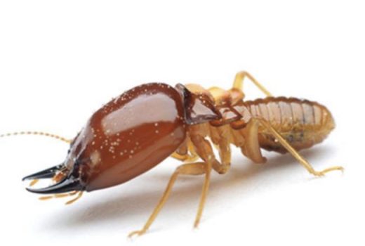 مورچه‌های بمب‌گذار: سلاح بیولوژیکی در دنیای حشرات [فیلم]