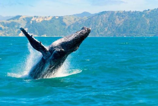 نهنگ‌های گوژپشت می‎‌توانند ابزار بسازند