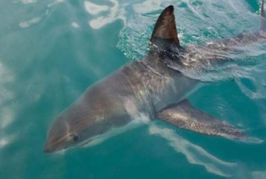 پهپادهای مجهز به هوش مصنوعی هشدارهای لحظه‌ای برای دوری از کوسه در کنار ساحل‌ ارسال می کنند