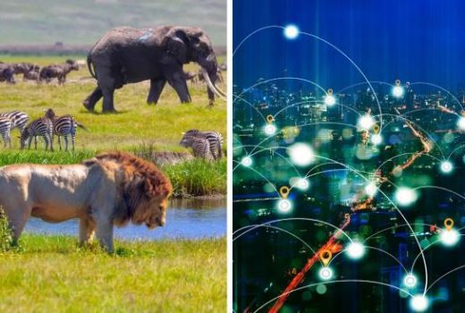 ردیابی حیوانات از فضا می‌تواند درک بهتری از رفتار حیوانات ایجاد کند