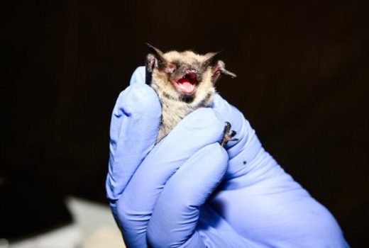 اقدامات پژوهشگران برای مقابله با بیماری مرگبار سندرم بینی سفید در خفاش‌ها