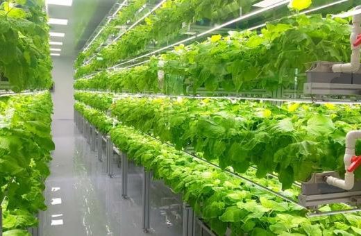 محققان بهینه‌سازی محصولات کشاورزی در محیط‌های کنترل‌شده عمودی را پیشنهاد می‌کنند