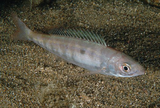 محققان کلونی‌های عظیم و بی‌سابقه ماهی پیکارل را در اعماق دریای مدیترانه کشف کردند