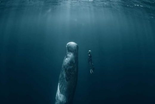 هوش مصنوعی راز صداهای مرموز گودال ماریانا در اقیانوس آرام را کشف کرد