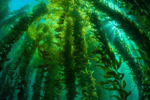 پرورش جلبک دریایی؛ راهکاری نوین برای مقابله با تغییرات اقلیمی