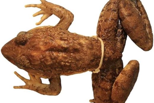 پژوهشگران گونه جدیدی از قورباغه‌های دندان‌دار را در فیلیپین کشف کردند