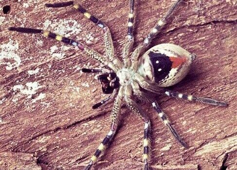 کشف ژن مسئول شکل ساعت شنی در عنکبوتیان