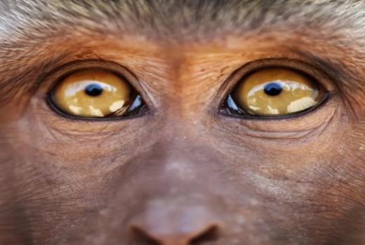 دانشمندان موفق به ترمیم شبکیه چشم میمون‌ها با سلول‌های بنیادی شدند