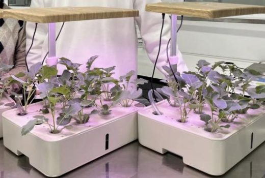 دستگاهی نوآورانه برای تصفیه آب و ارتقای کشاورزی هیدروپونیک