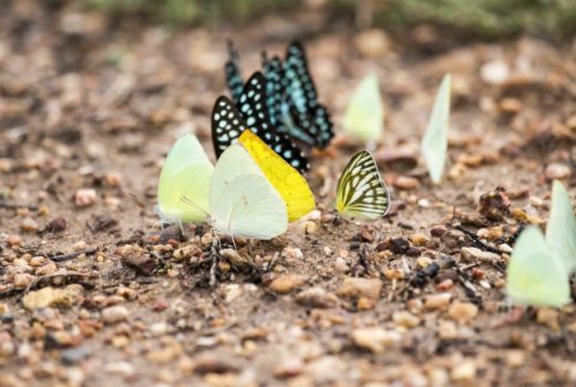 محققان موفق به کشف راز هوش پروانه‌ها شدند