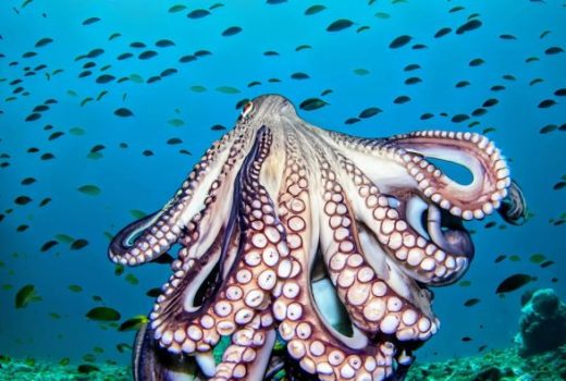 مهندسان به راز حرکات پیچیده بازوی اختاپوس دست یافتند