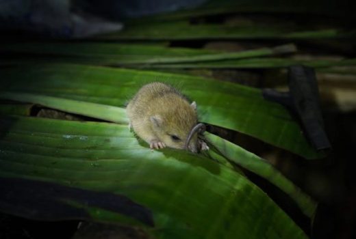 موش‌های غول‌پیکر نگهبانان جدید طبیعت هستند