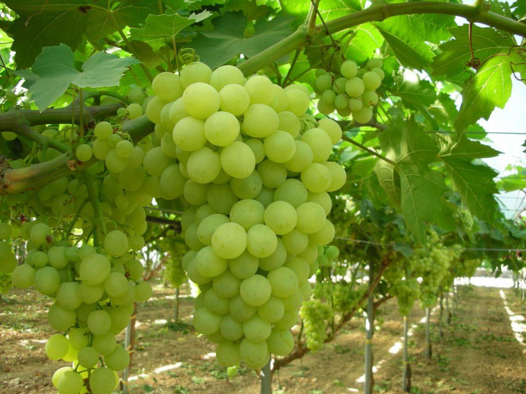 1733493183 70 خواص انگور؛ ۵۵ خاصیت درمانی انواع انگور برای موارد مختلف سیاه