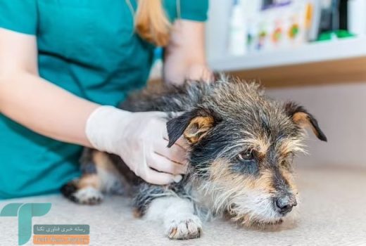 دامپزشکان سن دقیق پیری سگ‌ها را مشخص کردند