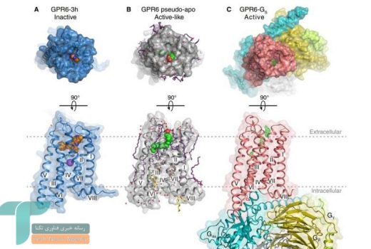 کشف جدیدی که  بیماران را به درمان بیماری پارکینسون امیدوار می کند