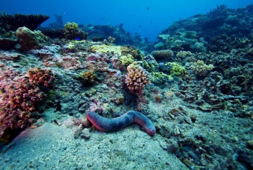 کف اقیانوس‌ها