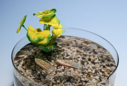 ساخت رباتی برای بررسی کیفیت آب که به غذای ماهی‌ها تبدیل می‌شود