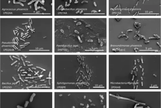 تصویر میکروب‌های تازه کشف شده در اتاق تمیز ناسا زیر میکروسکوپ الکترونی