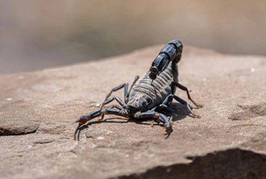 کشف مولکولی در زهر عقرب آمازونی با قابلیت نابودسازی سرطان پستان