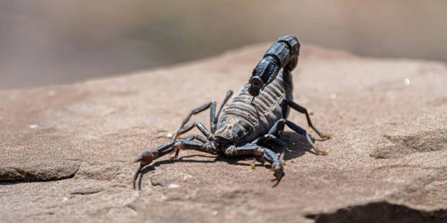 کشف مولکولی در زهر عقرب آمازونی با قابلیت نابودسازی سرطان پستان