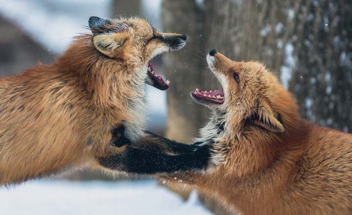 چگونه با افراد بی ادب برخورد کنیم؟ - قضیه را درام نکنید