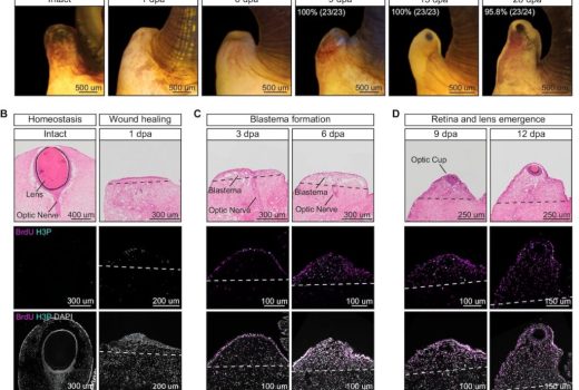 قابلیت بازسازی چشم در حلزون